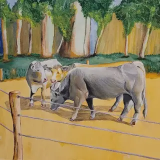 Vaches grises et blanches broutant derrière une clôture de barbelés dans un pré au sol jaune, devant une rangée d'arbres.