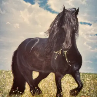 Cheval noir à longue crinière trottant dans un pré fleuri, une touffe d'herbe à la bouche, sous un ciel bleu chargé de nuages blancs.