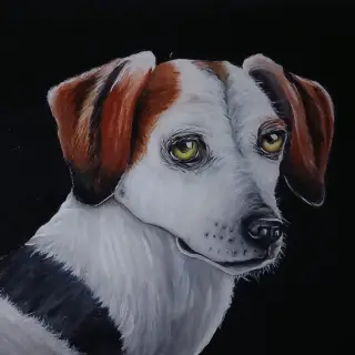 Chien blanc aux oreilles rousses et aux yeux jaunes, regard un peu triste, sur un fond noir.