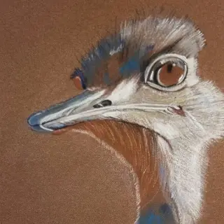 Tête et long cou d'une autruche au plumage gris et blanc, gros œil brun et bec bleuté, de profil sur un papier brun.