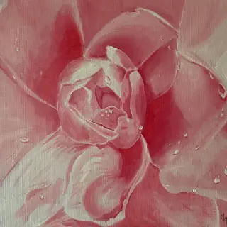 Gros plan sur une rose rose au cœur serré, ses pétales ouverts perlés de gouttes d'eau.