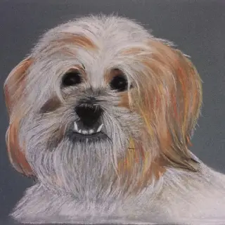 Portrait d'un petit chien à poils longs, blanc et roux, aux yeux noirs et aux quenottes visibles, sur un fond gris anthracite.