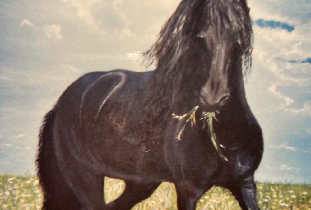 Cheval en liberté